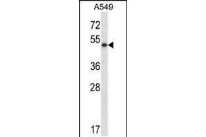 Western blot analysis in A549 cell line lysates (35ug/lane). (PNLIP 抗体  (C-Term))