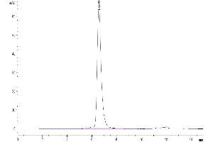 The purity of  Human DLL4 is greater than 95 % as determined by SEC-HPLC. (DLL4 Protein (AA 27-524) (Fc Tag))
