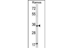 Western blot analysis of ACY3 Antibody in Ramos cell line lysates (35ug/lane)