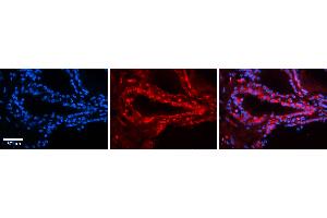 Rabbit Anti-TSHR Antibody   Formalin Fixed Paraffin Embedded Tissue: Human Thyroid Tissue Observed Staining: Plasma membrane and cytoplasm in follicular cells Primary Antibody Concentration: 1:100 Other Working Concentrations: N/A Secondary Antibody: Donkey anti-Rabbit-Cy3 Secondary Antibody Concentration: 1:200 Magnification: 20X Exposure Time: 0. (TSH receptor 抗体  (N-Term))