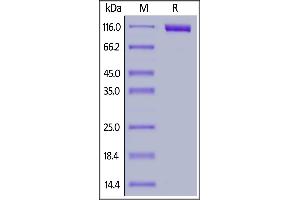 SDS-PAGE (SDS) image for Sialic Acid Binding Ig-Like Lectin 10 (SIGLEC10) (AA 17-546) protein (Fc Tag,AVI tag,Biotin) (ABIN6938924)