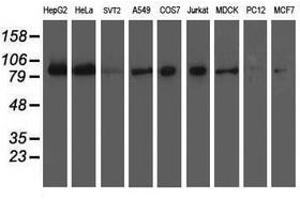Image no. 2 for anti-Excision Repair Cross-Complementing Rodent Repair Deficiency, Complementation Group 4 (ERCC4) antibody (ABIN1498071) (ERCC4 抗体)