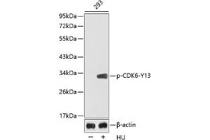 Western blot analysis of extracts from 293 cells using Phospho-CDK6-Y13 antibody (ABIN3020141, ABIN3020142, ABIN3020143 and ABIN1681462). (CDK6 抗体  (pTyr13))