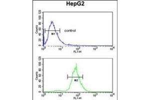 CDH20 Antibody (N-term) (ABIN653827 and ABIN2843095) flow cytometric analysis of HepG2 cells (bottom histogram) compared to a negative control cell (top histogram). (Cadherin 20 抗体  (N-Term))