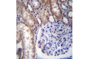 Immunohistochemistry analysis in formalin fixed and paraffin embedded human kidney tissue reacted with GNA14 Antibody (N-term) followed by peroxidase conjugation of the secondary antibody and DAB staining. (GNa14 抗体  (N-Term))