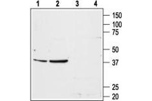 Western blot analysis of rat liver (lanes 1 and 3) and rat kidney (lanes 2 and 4) membranes: - 1,2. (Angiotensin II Type-1 Receptor 抗体  (Extracellular, N-Term))