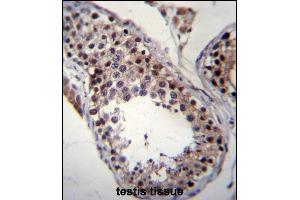 SPT19 Antibody (C-term) (ABIN657019 and ABIN2846198) immunohistochemistry analysis in formalin fixed and paraffin embedded human testis tissue followed by peroxidase conjugation of the secondary antibody and DAB staining. (SPATA19 抗体  (C-Term))