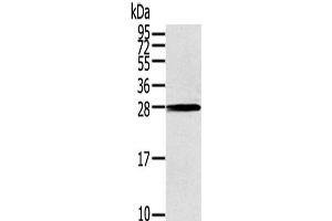 Western Blot analysis of 231 cells using THAP3 Polyclonal Antibody at dilution of 1/200 (THAP3 抗体)