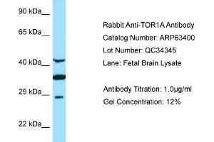 Western Blotting (WB) image for anti-Torsin Family 1, Member A (Torsin A) (TOR1A) (C-Term) antibody (ABIN2789483) (TOR1A 抗体  (C-Term))