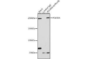 Immunoprecipitation analysis of 200 μg extracts of HeLa cells using 3 μg POLR2A antibody (ABIN3022932, ABIN3022933, ABIN3022934 and ABIN6219303). (POLR2A/RPB1 抗体  (AA 1-260))