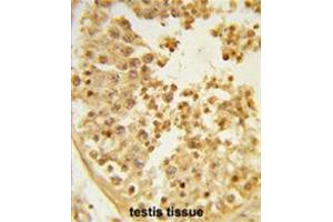 Formalin-fixed and paraffin-embedded human testis tissue reacted with WDR37 Antibody (C-term), which was peroxidase-conjugated to the secondary antibody, followed by DAB staining. (WDR37 抗体  (C-Term))