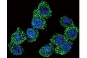 Confocal immunofluorescent analysis of PGK1 antibody with HeLa cells followed by Alexa Fluor 488-conjugated goat anti-rabbit lgG (green). (PGK1 抗体  (AA 117-145))