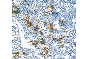 Immunohistochemistry (Paraffin-embedded Sections) (IHC (p)) image for anti-alpha Hemoglobin Stabilizing Protein (aHSP) antibody (ABIN7073016)