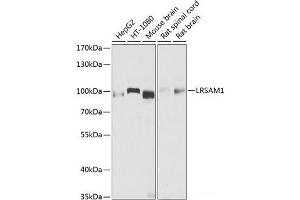 Western blot analysis of extracts of various cell lines using LRSAM1 Polyclonal Antibody at dilution of 1:1000. (LRSAM1 抗体)