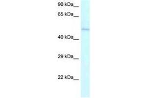 Image no. 1 for anti-Ameloblastin (Enamel Matrix Protein) (AMBN) (AA 286-335) antibody (ABIN6747537) (AMBN 抗体  (AA 286-335))