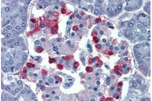 Pancreas, Human: Formalin-Fixed, Paraffin-Embedded (FFPE) (GNAS 抗体  (AA 36-85))