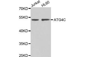 Western blot analysis of extracts of various cell lines, using ATG4C antibody (ABIN5975519) at 1/1000 dilution. (ATG4C 抗体)