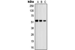 Western Blotting (WB) image for anti-Proteasome (Prosome, Macropain) 26S Subunit, Non-ATPase, 12 (PSMD12) (Center) antibody (ABIN7296742)