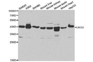 Western blot analysis of extracts of various cell lines, using UROD antibody. (UROD 抗体  (AA 1-367))