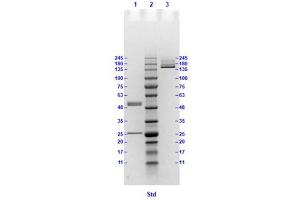 Coomassie stained SDS-PAGE results using Anti-Hemagglutinin (HA) (Mouse) Monoclonal Antibody clone 13A6 separated in a 4-20 % gradient gel. (Hemagglutinin 抗体)