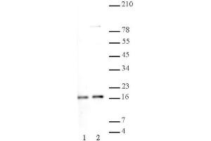Histone H2A, acidic patch pAb tested by Western blot. (Histone H2A, Idic Patch (AA 89-91) 抗体)