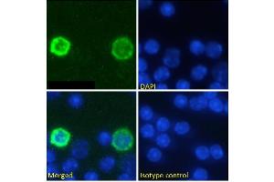 Immunofluorescence staining of fixed mouse splenocytes with anti-PD-1 (programmed cell death protein 1) antibody RMP1-14. (Recombinant PD-1 抗体)