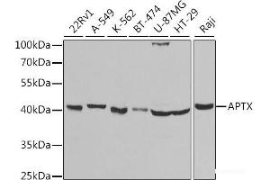 Western blot analysis of extracts of various cell lines using APTX Polyclonal Antibody at dilution of 1:1000. (Aprataxin 抗体)