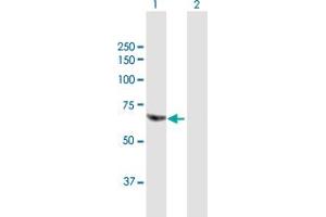Western Blot analysis of POGK expression in transfected 293T cell line by POGK MaxPab polyclonal antibody. (POGK 抗体  (AA 1-609))