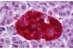 Anti-PTPRN antibody IHC staining of human pancreas, islets of Langerhans. (PTPRN 抗体)