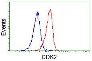 Image no. 3 for anti-Cyclin-Dependent Kinase 2 (CDK2) antibody (ABIN1497397) (CDK2 抗体)