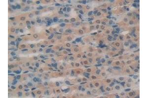 Detection of RNase A in Rat Intestine Tissue using Polyclonal Antibody to Ribonuclease A (RNase A) (RNASE1 抗体  (AA 26-152))