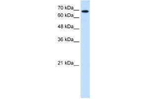 WB Suggested Anti-RPN2 Antibody Titration:  0. (Ribophorin II 抗体  (N-Term))