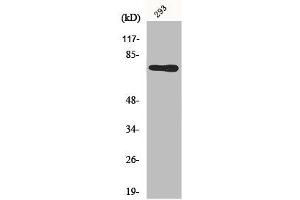 Western Blot analysis of 293 cells using Midline-1 Polyclonal Antibody (MID1 抗体  (N-Term))