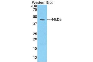 Western Blotting (WB) image for anti-Prolactin-Induced Protein (PIP) (AA 1-146) antibody (ABIN1860229) (PIP 抗体  (AA 1-146))