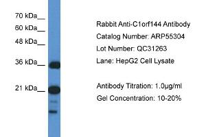 WB Suggested Anti-C1orf144 Antibody Titration: 0. (C1orf144 抗体  (N-Term))