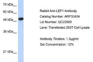 WB Suggested Anti-LEF1 Antibody Titration:  0. (LEF1 抗体  (Middle Region))