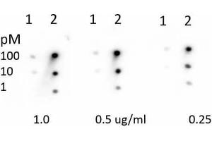 Dot Blot of Rabbit Anti-Retinoblastoma [Monomethyl Lys860] Antibody. (Retinoblastoma 1 抗体  (meLys860))