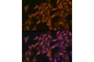 Immunofluorescence (IF) image for anti-Vascular Endothelial Growth Factor B (VEGFB) (AA 100-200) antibody (ABIN3023000)