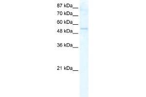 WB Suggested Anti-DDX19A Antibody Titration:  2. (DDX19A 抗体  (N-Term))