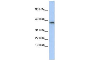 Western Blotting (WB) image for anti-Glycine N-Acyltransferase (GLYAT) antibody (ABIN2459220) (GLYAT 抗体)