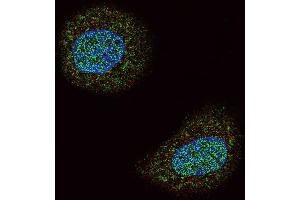 Confocal immunofluorescent analysis of PTEN Antibody (N-term) (ABIN6242545 and ABIN6579042) with MCF-7 cell followed by Alexa Fluor 488-conjugated goat anti-rabbit lgG (green). (PTEN 抗体  (N-Term))
