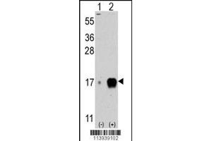 Western blot analysis of IFITM3 (arrow) using rabbit polyclonal IFITM3 Antibody (C-term) (ABIN387990 and ABIN2845008). (Fagilis (IFITM3) (AA 64-93) 抗体)