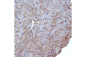 Immunohistochemistry of paraffin-embedded mouse heart using CDC42EP1 Rabbit mAb (ABIN7266231) at dilution of 1:100 (40x lens). (CDC42EP1 抗体)