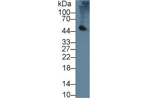 Western blot analysis of Mouse Pancreas lysate, using Mouse PL Antibody (2 µg/ml) and HRP-conjugated Goat Anti-Rabbit antibody ( (PNLIP 抗体  (AA 201-412))