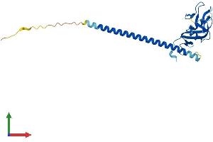 Protein Structure (PS) image for C-Type Lectin Domain Family 1, Member B (CLEC1B) (AA 1-229) protein (His tag) (ABIN7561668)