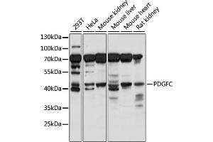 Western blot analysis of extracts of various cell lines, using PDGFC antibody (ABIN7269403) at 1:1000 dilution. (PDGFC 抗体  (AA 166-345))