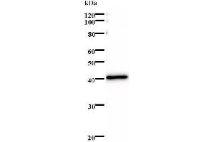 Western Blotting (WB) image for anti-MAX Interactor 1 (MXI1) antibody (ABIN931182) (MXI1 抗体)