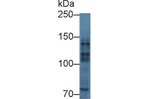 Western Blotting (WB) image for anti-Myelin Transcription Factor 1 (MYT1) (AA 905-1127) antibody (ABIN7444808)