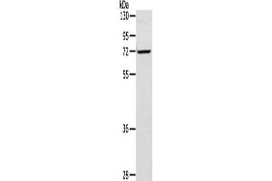 Western Blotting (WB) image for anti-Leukotriene A4 Hydrolase (LTA4H) antibody (ABIN2423744) (LTA4H 抗体)