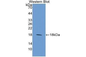 Detection of Recombinant MFAP5, Mouse using Polyclonal Antibody to Microfibrillar Associated Protein 5 (MFAP5) (MFAP5 抗体  (AA 25-152))